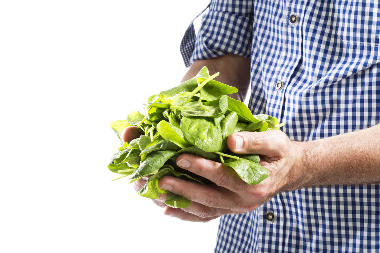 mature man hold spinach leaves close up MAEF006869